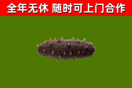 日喀则烟酒回收干海参.jpg